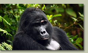 Gorilla Doctors