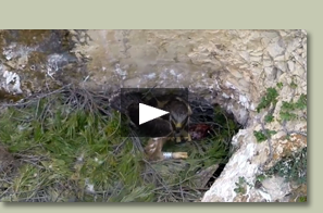 El águila azor perdicera en Aragón