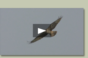 Programa de reintroducción del águila<br />
pescadora en Andalucía Occidental.