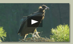 Programa de reintroducción del buitre negro en Cataluña