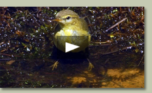 MOSQUITERO COMÚN