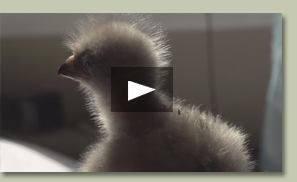 Nuestro compromiso con las aves